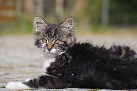 selective focus photography of reclining long-fur white and black cat on pavement thumbnail