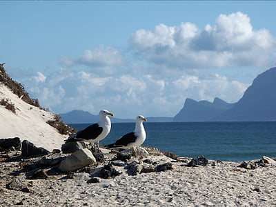 two white-and-black seagulls standing on gray sands thumbnail