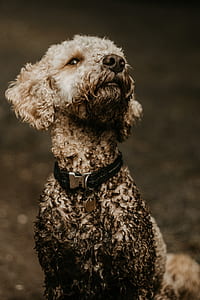 white poodle covered with mud looking up thumbnail