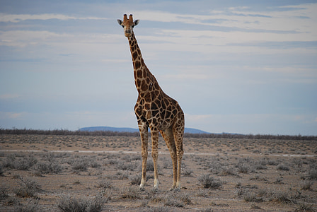 brown and beige giraffe standing on green grass at daytime thumbnail