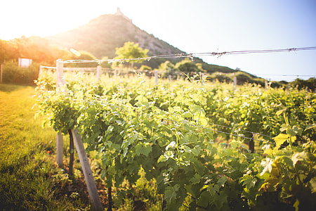 Sunny Vineyard in Summer thumbnail