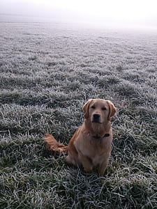 adult golden Labrador retriever thumbnail