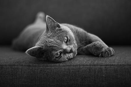 cat lying on pad thumbnail
