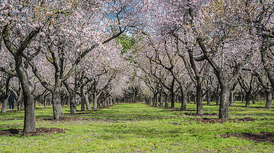 gray trees on grass field thumbnail