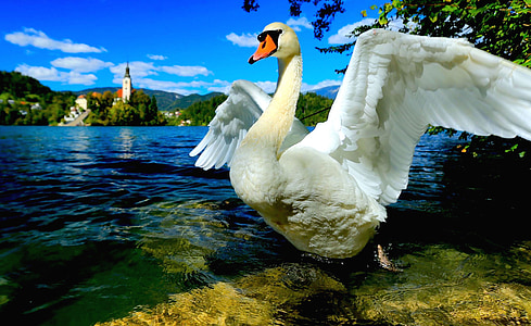 white swan spreading its wings near lake thumbnail