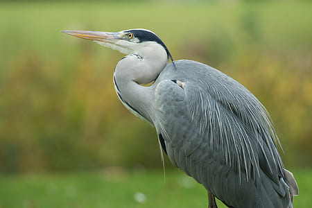 selective focus photography of heron thumbnail