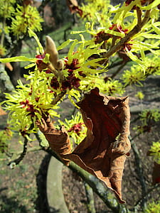 selective focus photography of brown leafed plant thumbnail