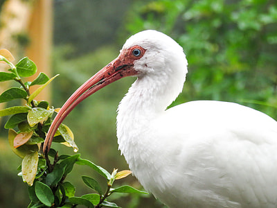 ibis near plants thumbnail