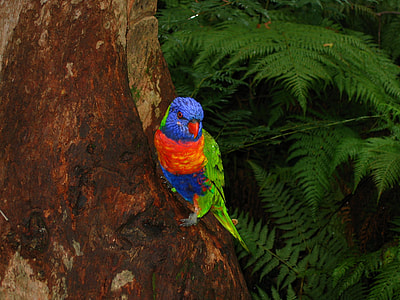 blue and orange bird perching on tree thumbnail