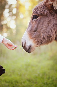 person feeding brown animal thumbnail