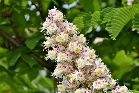white, orange, and pink flower thumbnail