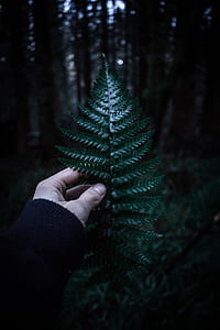 person holding green leaf thumbnail