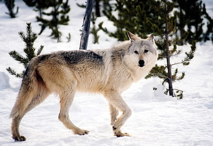 white, gray, and black wolf thumbnail