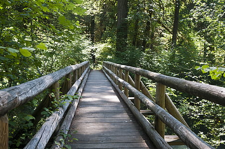 brown wooden foot bridge near forest thumbnail