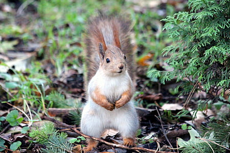 white and brown squirrel thumbnail