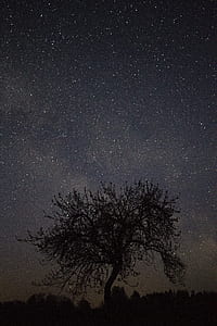 silhouette of tree under night star thumbnail