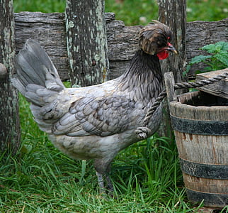 hen standing on beside wooden bucket thumbnail