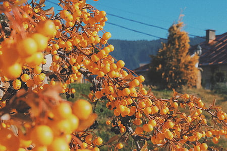 round yellow fruits close-up photo thumbnail