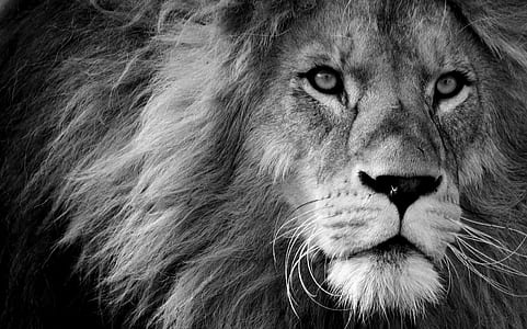 lion photography thumbnail