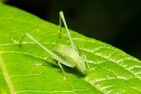 green katydid perched on green leaf thumbnail