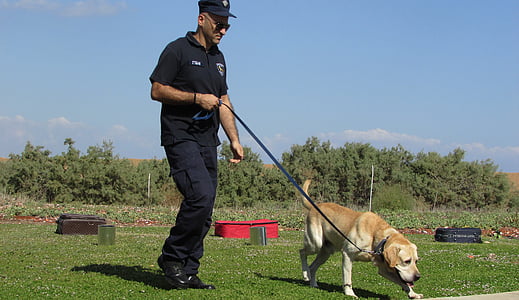 man holding dog leash beside near short-coated dog thumbnail