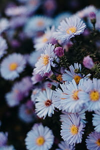 Daisy Flowers thumbnail