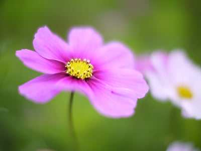 purple cosmos flower in selective focus photography thumbnail