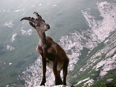 brown and grey goat on the side of the mountain thumbnail