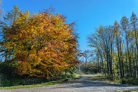 road, landscape, nature, walking thumbnail