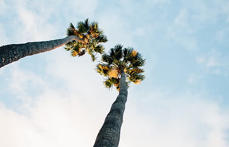 two coconut trees thumbnail