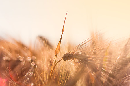 brown wheat thumbnail