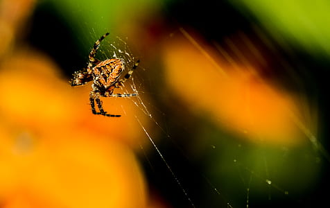 close up photo of orange barn spider on web thumbnail