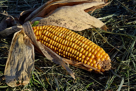 yellow corn thumbnail