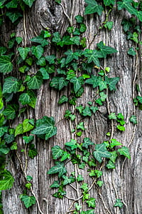 green leafed plants leaning on brown tropical tree thumbnail