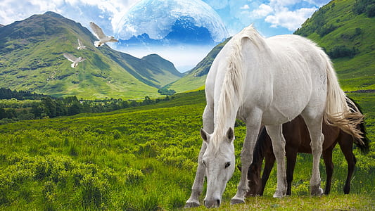 two white and brown horses eating grass graphic wallpaper thumbnail