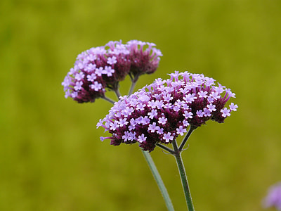 bunch of purple flowers thumbnail