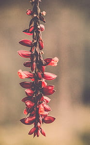 Macro Photography of Red Flowers thumbnail