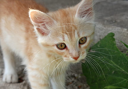 orange tabby kitten near green leafed plant thumbnail