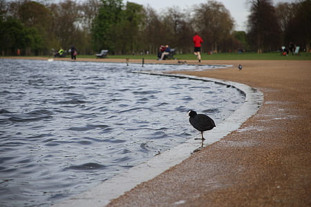 black bird near pool thumbnail