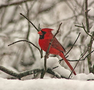 Arizona Cardinal on tree branch thumbnail