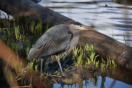 Pacific Great Blue Heron, Heron thumbnail