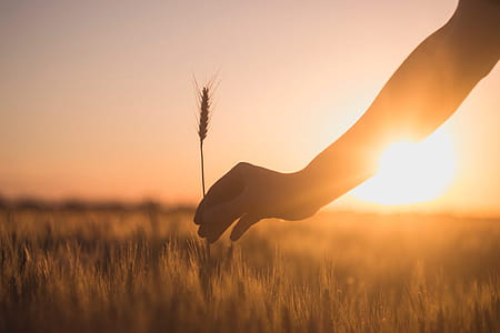 silhouette of person holding rice plant thumbnail