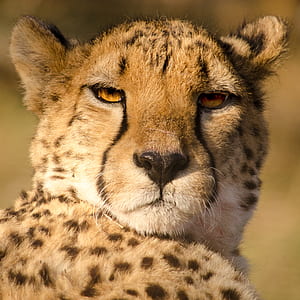 leopard illustration thumbnail