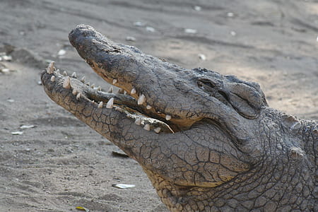 close-up photo of crocodile thumbnail
