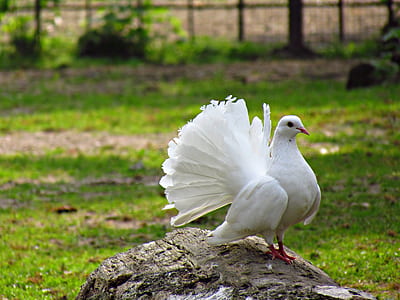 tilt shift lens photo of white pigeon on rock thumbnail