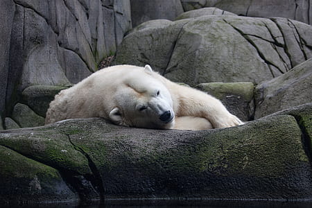 polar bear lying down thumbnail