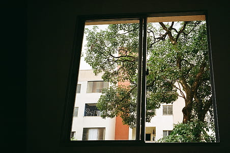 Brown Tree Outside Closed Glass Window thumbnail