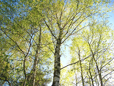 green leafed trees during daytime thumbnail