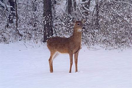 photo of brown deer beside trees during winter thumbnail