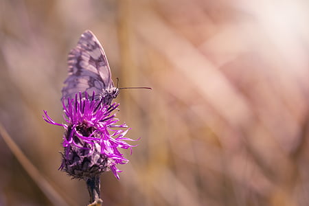 macro photography of butterfly on flower thumbnail